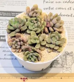 はる様 リクエスト 2点 まとめ商品