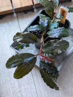 2026年最新】bucephalandra ghostの人気アイテム - メルカリ