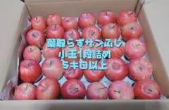 りんご　青森県産　葉取らずサンふじ　小玉1段詰め 完熟　お買い得　家庭用