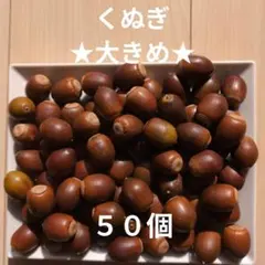 ★大きめ★　くぬぎ　５０個　煮沸済み　どんぐり　木の実