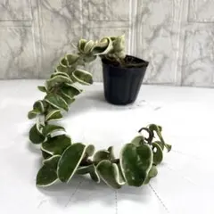 Hoya Carnosa Snow Angel マダラ 斑入り苗 6枚葉 - メルカリ