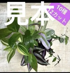 トラディスカンティア ヒジョウバル10本 - メルカリ