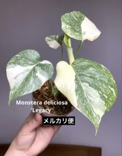 2026年最新】斑入り モンステラの人気アイテム - メルカリ