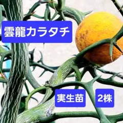 からたち（枳殻）の苗木300本セット　農薬不使用　実生苗 tn03-100n002-01.jpg
