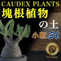 早い者勝ち☆大特価】 ドルステニア ギガス ブラータ 短葉 シルバー