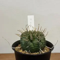 2026年最新】スーパーバリダの人気アイテム - メルカリ