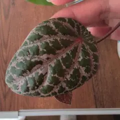 2026年最新】ピペル オルナツムの人気アイテム - メルカリ