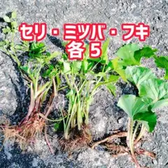 【ふき・せり・みつば 根付き苗15本+α】到着早いネコポス鳥取県産フキセリミツバのサムネイル