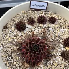 ゆとと様 専用ページ♡