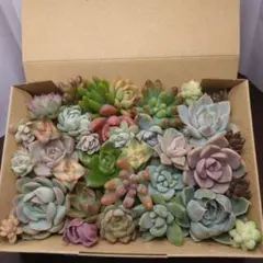 2026年最新】多肉 苗 セットの人気アイテム - メルカリ