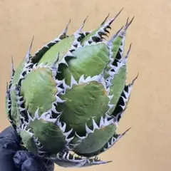 2026年最新】アガベ ホリダ 陽炎の人気アイテム - メルカリ