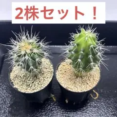 越冬済み 大株　9頭発根済み　ウチワサボテン アメリカンハウス　金鯱　アメリカ 金鯱 サボテン 【大株】【A】 - メルカリ