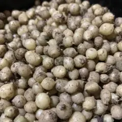 ノビル 球根 （小） 200粒 自然農のサムネイル