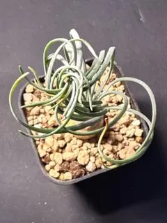 2026年最新】ゲチリスの人気アイテム - メルカリ