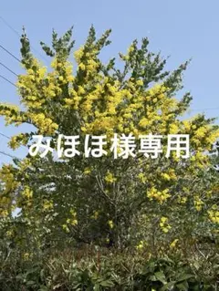 みほほ様専用　パールアカシア