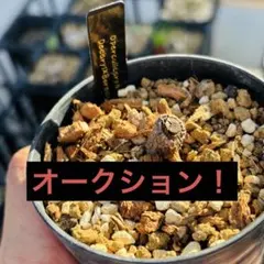 2025年最新】オペルクリカリア 斑入りの人気アイテム - メルカリ