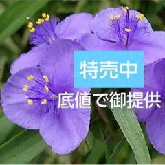 つゆくさ出品 2025年最新】ツユクサ 苗の人気アイテム - メルカリ