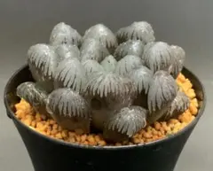 AQUA様 リクエスト 10点 まとめ商品