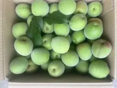 南高梅青梅正味5kg （限定販売）のサムネイル