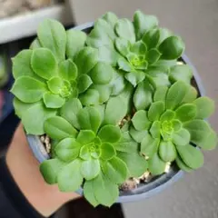 2026年最新】アエオニウムの人気アイテム - メルカリ