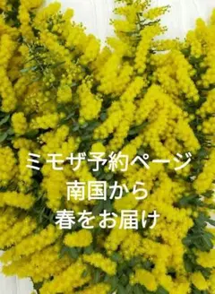 フレッシュ✨ミモザ（銀葉アカシア）ご予約ページ