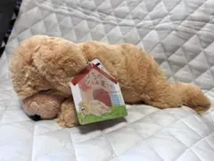 ウチノハル君