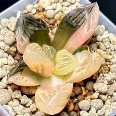 2025年最新】アロエ 植物の人気アイテム - メルカリ