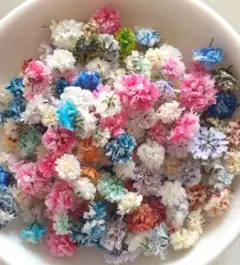 ドライフラワー