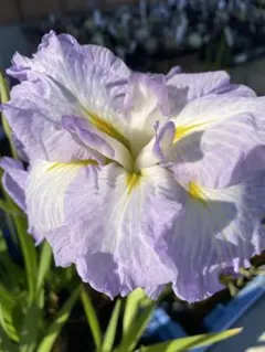 128 花菖蒲 夢の羽衣 江戸系 1株(3芽) - メルカリ