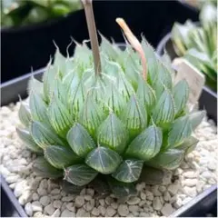 黒オブツーサ×ズルゴル　ハオルチア