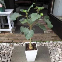 現物「フィカス・エベレスト 曲がり幹」7号 Ficus auriculata - メルカリ