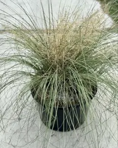 2025年最新】カリバナスフーケリーの人気アイテム - メルカリ