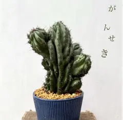 ✨2026✨柱サボテンセレウス①岩石獅子 鬼面角綴化 多肉植物サボテン