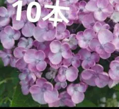 からめる様 リクエスト 5点 まとめ商品