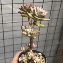 めーちゃん様 リクエスト 2点 まとめ商品