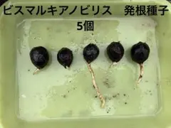 ヤシ ビスマルキアノビリス Bismarckia nobilis 発根種子 5粒 - メルカリ