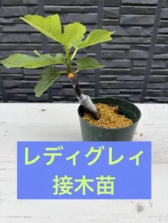 2026年最新】いちじく台木の人気アイテム - メルカリ