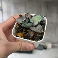 2026年最新】アガベ ブラック&ブルーの人気アイテム - メルカリ