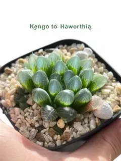 ハオルチア　オブツーサ(大粒)