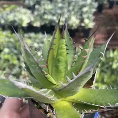 アガベ　ホリダ
