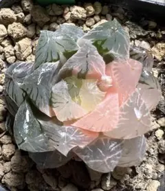 さ*ら様 多肉植物　ハオルチア　緋桃オブツーサ錦　鮮明錦　陰陽錦のサムネイル