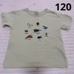 プティマイン 半袖 Tシャツ 120