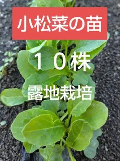 ノブリン様 リクエスト 3点 まとめ商品