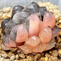 2025年最新】紫オブツーサ錦の人気アイテム - メルカリ