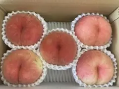 山形県産 減農薬栽培 桃 大玉 「おどろき」ご家庭用 5玉3