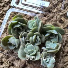 多肉植物 ラブリーローズ 抜き苗 - メルカリ