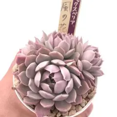 く*ま様 【極上苗】ミックスベリア 風の花 多肉植物 おらいさん 自家繁殖苗