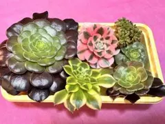 アエオニウム カット苗セット 6種【E】