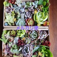 七福美尼　韓国苗　多肉植物詰め合わせセット。カット苗。寄せ植えセット。多肉弁当