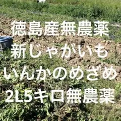 掘り立て発送‼️徳島産いんかのめざめ2L5キロ新じゃがいも 無農薬